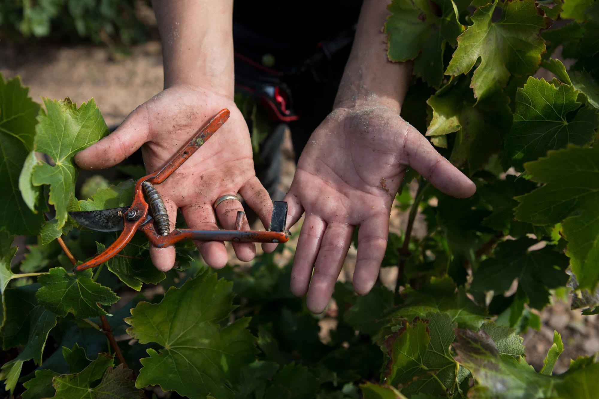 La Rioja Temporeros Vendimia 2
